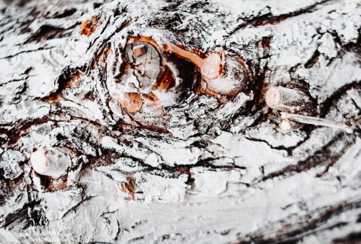 Beautifully plated Sicilian cannoli on rustic wooden board with powdered sugar dusting and fresh berries