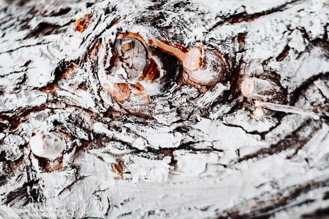 Beautifully plated Sicilian cannoli on rustic wooden board with powdered sugar dusting and fresh berries