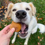 Close-up of a golden-brown pumpkin spice dog biscuit shaped like a bone held in a human hand with a happy dog in the background