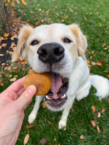 Pumpkin Spice Dog Treats (Bocce's Bakery Copycat) — Healthy, Crunchy & Vet-Approved 13 Close-up of a golden-brown pumpkin spice dog biscuit shaped like a bone held in a human hand with a happy dog in the background