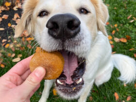 Close-up of a golden-brown pumpkin spice dog biscuit shaped like a bone held in a human hand with a happy dog in the background