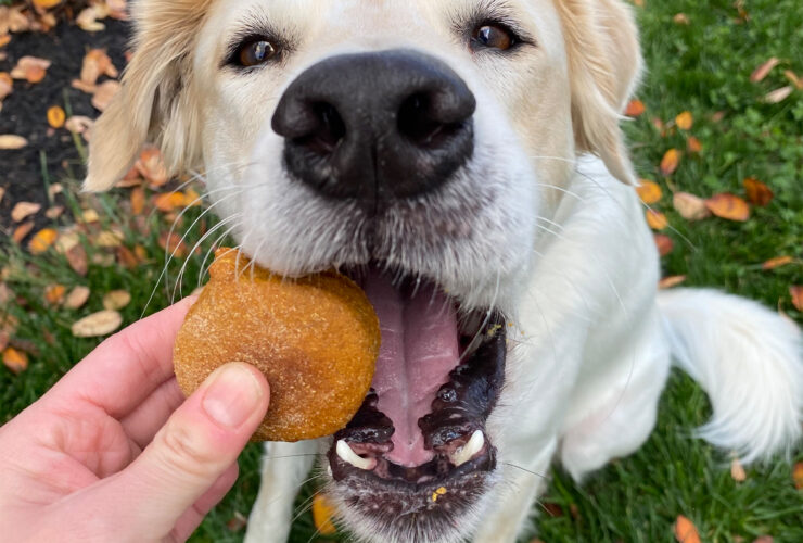 Close-up of a golden-brown pumpkin spice dog biscuit shaped like a bone held in a human hand with a happy dog in the background