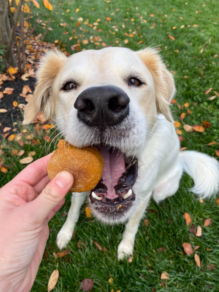Pumpkin Spice Dog Treats (Bocce’s Bakery Copycat) — Healthy, Crunchy & Vet-Approved
